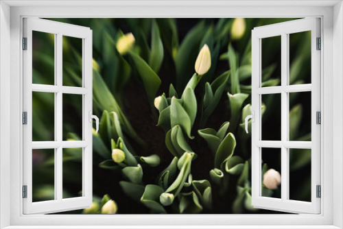 Fototapeta Naklejka Na Ścianę Okno 3D - tulips growing in a greenhouse