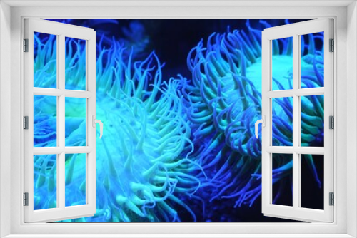 Fototapeta Naklejka Na Ścianę Okno 3D - Anemone in the aquarium