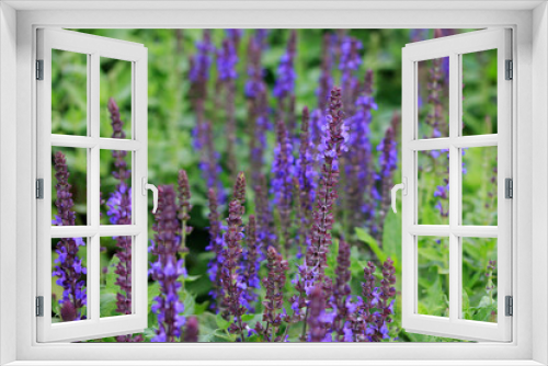 Fototapeta Naklejka Na Ścianę Okno 3D - sage flowers in nature