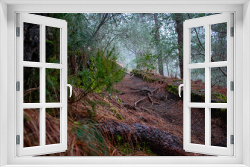Fototapeta Naklejka Na Ścianę Okno 3D - Sendero en un bosque canario.