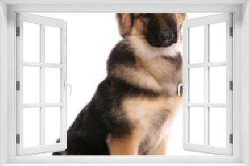 Fototapeta Naklejka Na Ścianę Okno 3D - German Shepherd 6