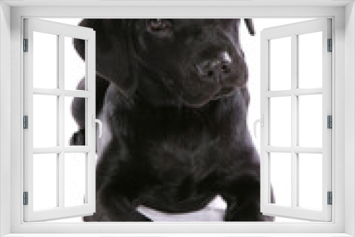 Fototapeta Naklejka Na Ścianę Okno 3D - Labrador Puppy 5