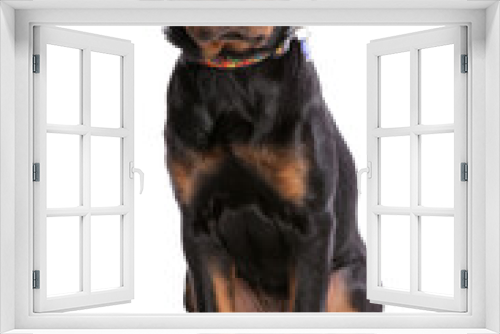 Fototapeta Naklejka Na Ścianę Okno 3D - Rottweiler Puppy 2