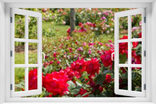 Fototapeta Naklejka Na Ścianę Okno 3D - Beautiful and vibrant red colored roses in bloom in the foreground with rose garden visible in background.