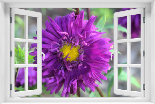 Fototapeta Naklejka Na Ścianę Okno 3D - Kwiaty