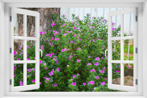 Fototapeta Naklejka Na Ścianę Okno 3D - Flores Silvestres