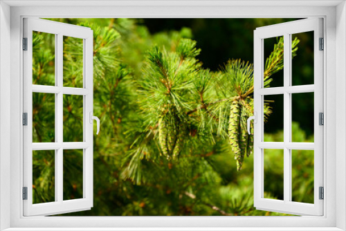 Fototapeta Naklejka Na Ścianę Okno 3D - Young pine cones on a branch.