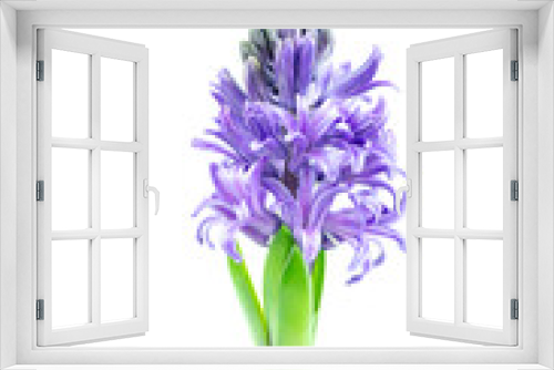 Fototapeta Naklejka Na Ścianę Okno 3D - Hyacinth flowers on white background