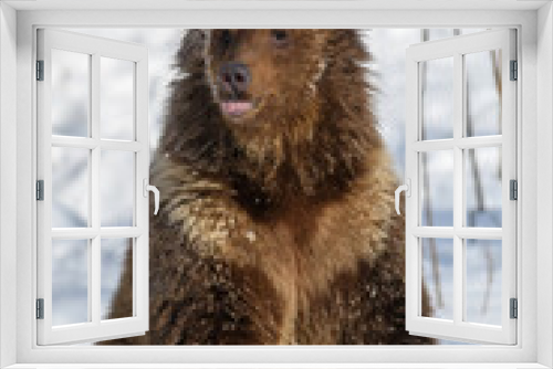 Fototapeta Naklejka Na Ścianę Okno 3D - Wild adult Brown Bear (Ursus Arctos) in the winter forest. Dangerous animal in natural habitat