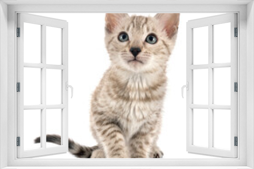 Fototapeta Naklejka Na Ścianę Okno 3D - bengal kitten in studio
