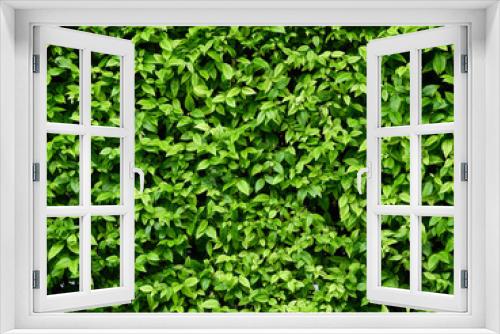 Fototapeta Naklejka Na Ścianę Okno 3D - green leaf of bush wall background