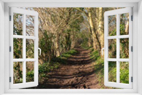 Fototapeta Naklejka Na Ścianę Okno 3D - Forest Path