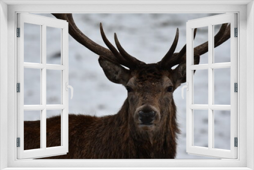 Fototapeta Naklejka Na Ścianę Okno 3D - deer portrait