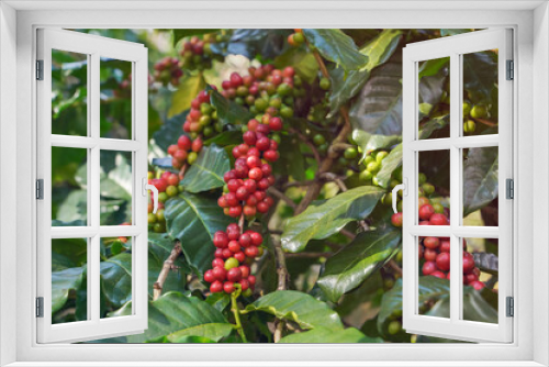 Fototapeta Naklejka Na Ścianę Okno 3D - Close-up view of Arabica coffee beans ripe on red berry branches, industrial agriculture on trees in northern Thailand.