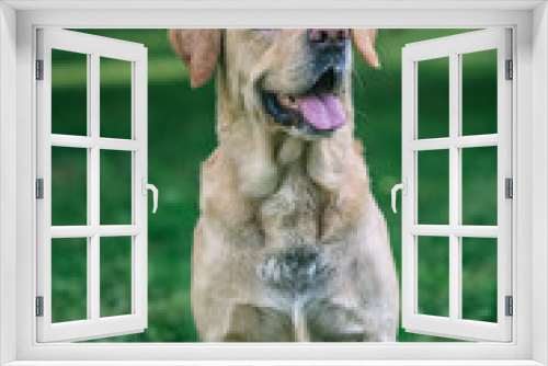 Fototapeta Naklejka Na Ścianę Okno 3D - Portrait of a young handsome labrador retriever in a summer park.