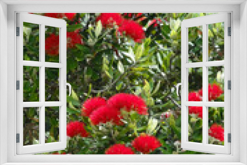 Fototapeta Naklejka Na Ścianę Okno 3D - Metrosideros excelsa, red flower from New Zealand