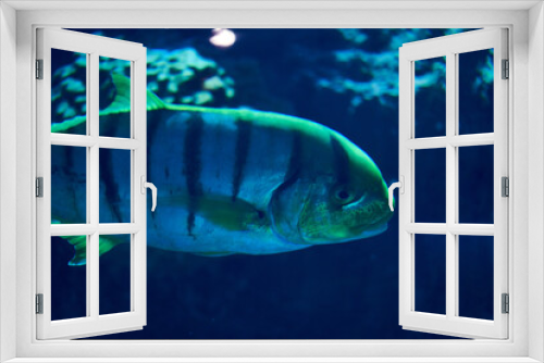 Fototapeta Naklejka Na Ścianę Okno 3D - 魚