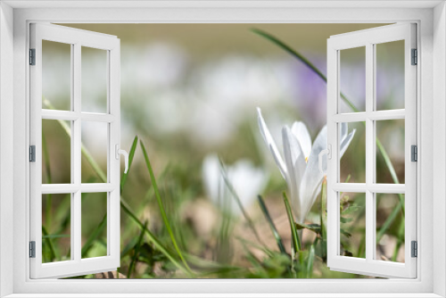 Fototapeta Naklejka Na Ścianę Okno 3D - early spring, first spring flowers, sunny day, close-up crocuses