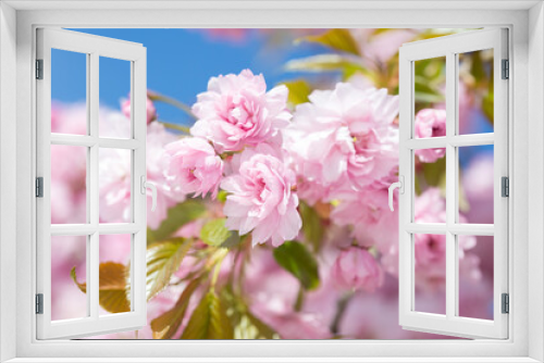 Fototapeta Naklejka Na Ścianę Okno 3D - Light pink flowers of Cherry blossoms (Sakura) against blu sky. Shallow depth of field.  Selective focus.