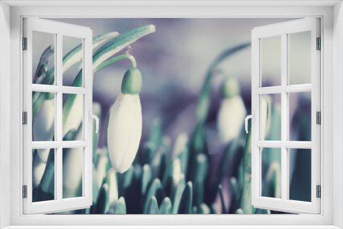 Fototapeta Naklejka Na Ścianę Okno 3D - White snowdrops flowers in sunny garden . Easter background.