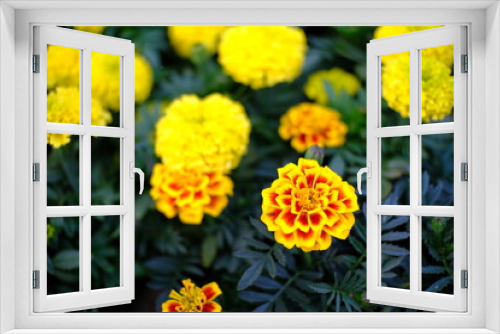 Fototapeta Naklejka Na Ścianę Okno 3D - Close up of beautiful Marigold flower in the garden.