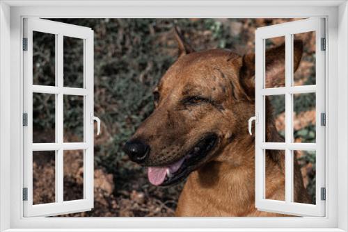 Fototapeta Naklejka Na Ścianę Okno 3D - Dziki brązowy pies na tle  brązowych skał na wybrzeżu.