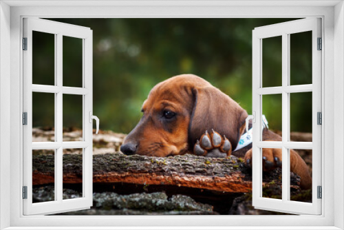 Fototapeta Naklejka Na Ścianę Okno 3D - Cute red dachshund puppy
