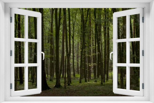 Fototapeta Naklejka Na Ścianę Okno 3D - Krajobraz leśny