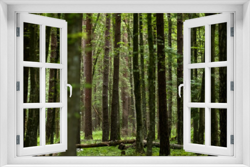 Fototapeta Naklejka Na Ścianę Okno 3D - Krajobraz leśny pnie drzew
