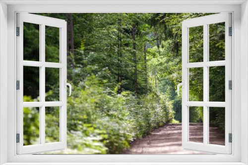 Fototapeta Naklejka Na Ścianę Okno 3D - Droga wśród drzew