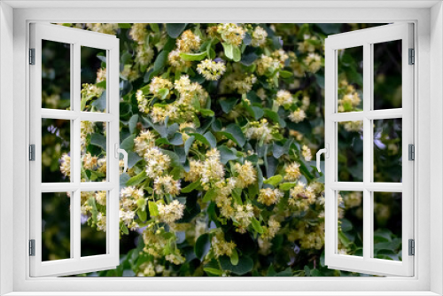 Fototapeta Naklejka Na Ścianę Okno 3D - Linden blossoms, linden flowers on a tree in sunny weather, linden - a honey-bearing medicinal plant