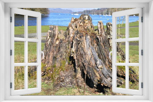 Fototapeta Naklejka Na Ścianę Okno 3D - rotten tree next to Windermere in the Lake district