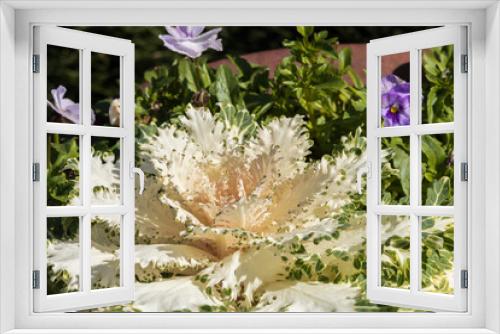 Fototapeta Naklejka Na Ścianę Okno 3D - Ornamental white kale close-up