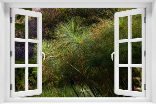 Fototapeta Naklejka Na Ścianę Okno 3D - Group of papyrus plants at the edge of a pond in a garden near the colonial town of Villa de Leyva, in the department of Boyaca, Colombia.