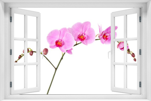 Fototapeta Naklejka Na Ścianę Okno 3D - Pink orchid isolated on a white