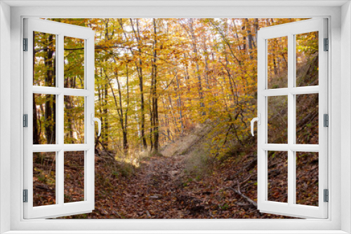 Fototapeta Naklejka Na Ścianę Okno 3D - Autumn landscape of a beech-oak forest