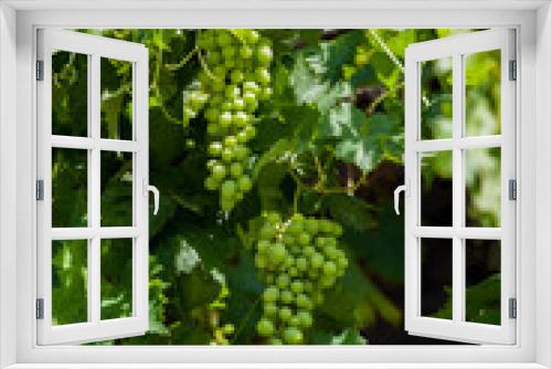Fototapeta Naklejka Na Ścianę Okno 3D - bunch of grapes
