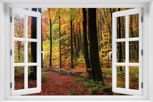 Fototapeta Naklejka Na Ścianę Okno 3D - jesień w lesie na Warmii w północno-wschodniej Polsce