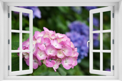 Fototapeta Naklejka Na Ścianę Okno 3D - ピンクの紫陽花（アジサイ）