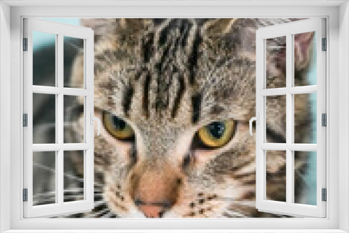 Fototapeta Naklejka Na Ścianę Okno 3D - young gray striped cat