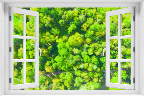 Fototapeta Naklejka Na Ścianę Okno 3D - Green spring forest seen from above, top view.