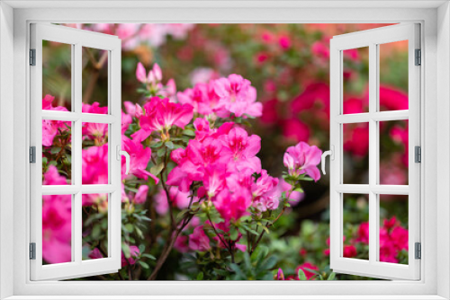 Fototapeta Naklejka Na Ścianę Okno 3D - Blooming Azalea Flowering Plants Closeup Photo. Blossoming Decorative Red Buds Flowers And Green Leaves Branches. Seasonal Ornamental Blossom Aromatic Floral Rhododendron Horizontal Photography