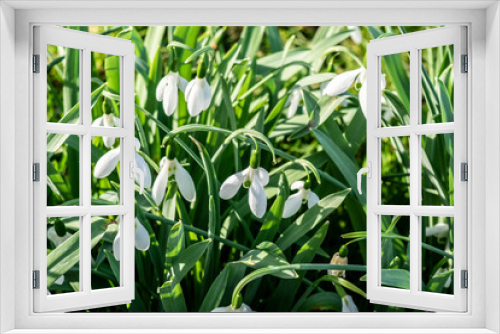 Fototapeta Naklejka Na Ścianę Okno 3D - The first spring flowers bloom in the garden, selective focus. White snowdrops macro on a background of green grass. Spring sunny landscape with forest flowers.