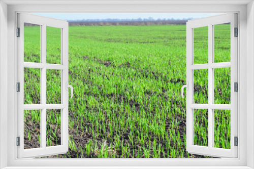 Fototapeta Naklejka Na Ścianę Okno 3D - Agriculture, cereal farming, wheat and barley production: a field with young green winter wheat, barley shoots, sprouts early spring.