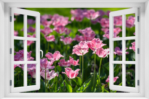 Fototapeta Naklejka Na Ścianę Okno 3D - Pink and white sunny tulip flowers growing in scenic spring park outdoors. Spring natural floral photo background
