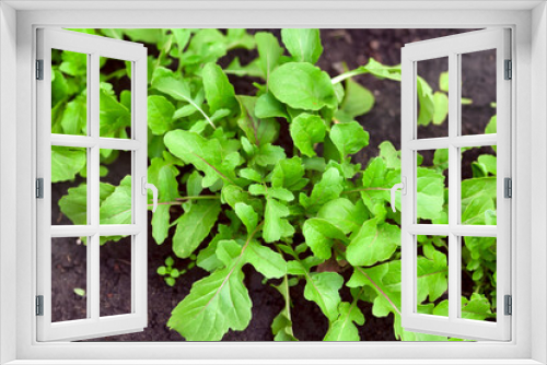 Fototapeta Naklejka Na Ścianę Okno 3D - Green organic arugula grows outdoors.