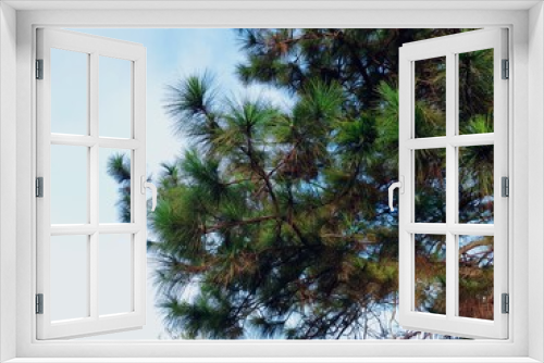 Fototapeta Naklejka Na Ścianę Okno 3D - pine tree branches so beautiful 