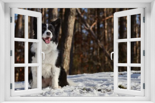 Fototapeta Naklejka Na Ścianę Okno 3D - Smiling Border Collie in Sunny Winter Forest. Happy Black and White Dog Sits Down in the Woods.