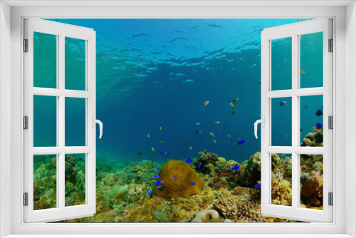 Fototapeta Naklejka Na Ścianę Okno 3D - Tropical Fish Corals Marine Reef. Underwater Sea Tropical Life. Tropical underwater sea fishes. Underwater fish reef marine. Tropical colorful underwater seascape. Philippines.