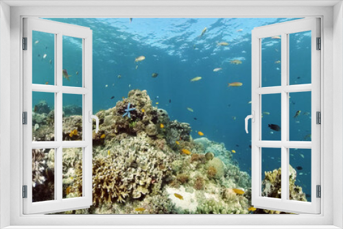 Fototapeta Naklejka Na Ścianę Okno 3D - Beautiful underwater landscape with tropical fish and corals. Hard and soft corals, underwater landscape. Travel vacation concept. Philippines.
